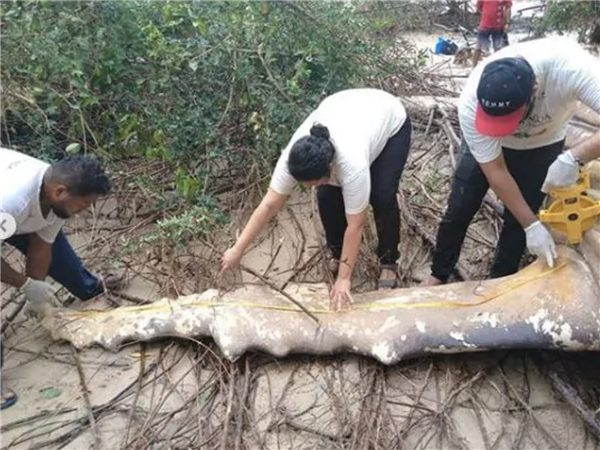 8米长10吨重的座头鲸 神秘现身亚马逊丛林!(图3) 8米长10吨重的座头鲸 神秘现身亚马逊丛林!(图3)