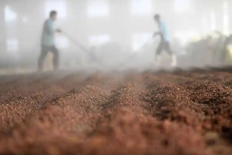 四季贵宾1998，岁月陈酿孕育醇厚口感(图1)